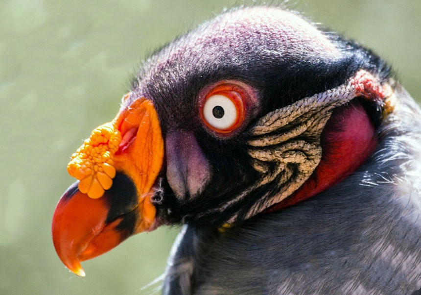 The jungle condor (Sarcoramphus papa), one of the most unknown species of the Neotropical forests, which will be the subject of study in the framework of the agreement signed between the UV and the FCA.